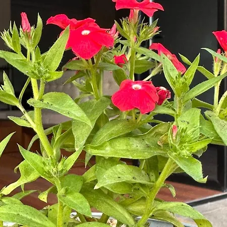 3b Boutique فندق